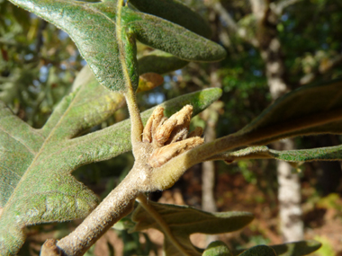 Bourgeons ovoïdes à écailles grises. Agrandir dans une nouvelle fenêtre ou onglet)